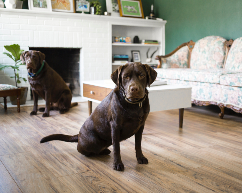 DogHero es el Airbnb para perros